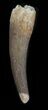 Fossil Plesiosaur Tooth - Morocco #39814-1